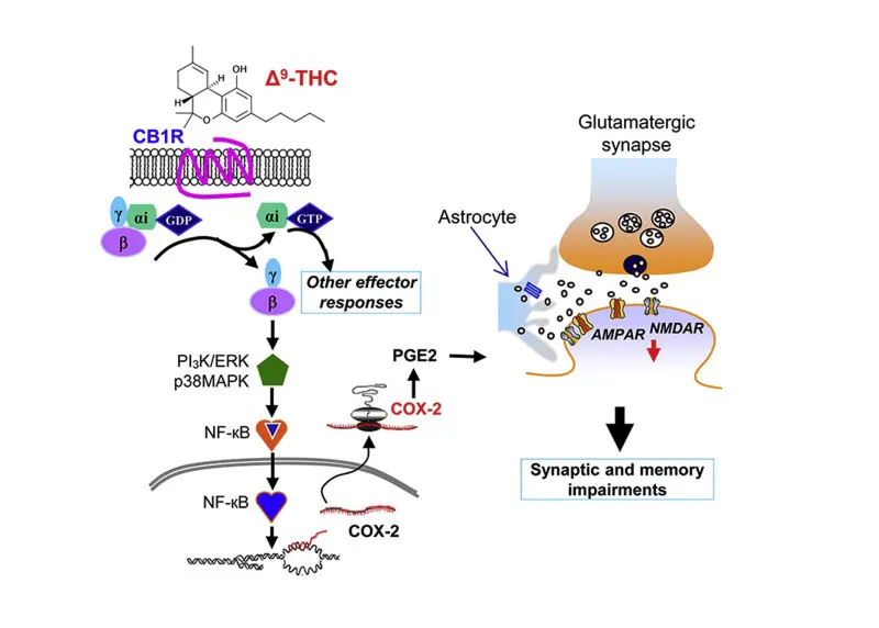 Synaptic Memory Impairments